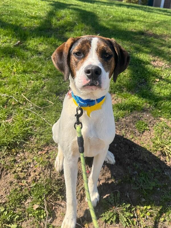 Enlarge Boone, a Adoptable mixed breed in Berkeley Heights, NJ image 2/4