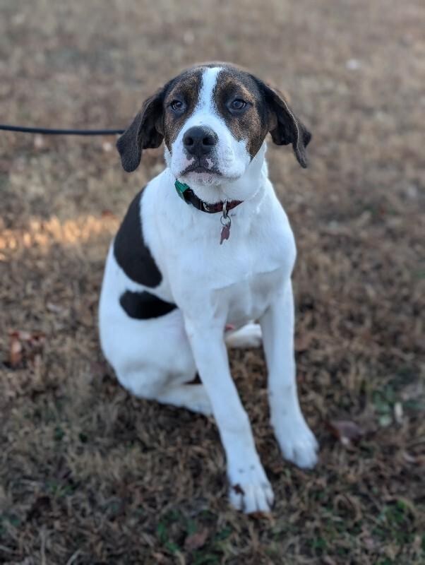 Enlarge Boone, a Adoptable mixed breed in Berkeley Heights, NJ image 4/4
