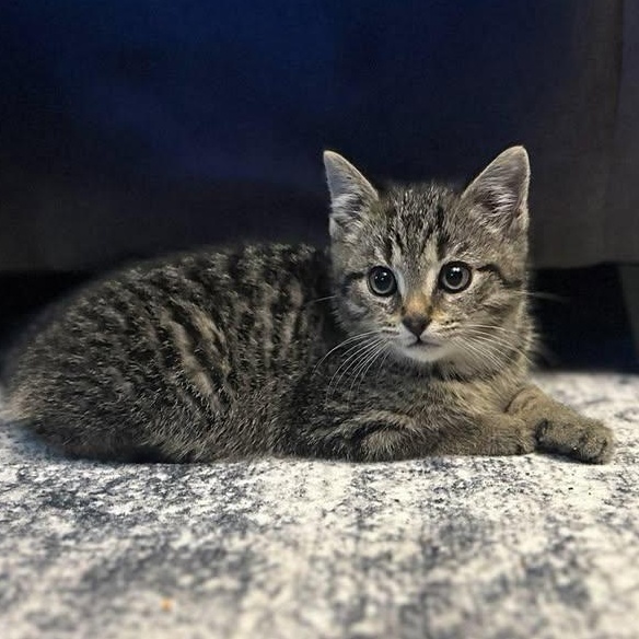 Stitch, Baby Male Domestic Short Hair
