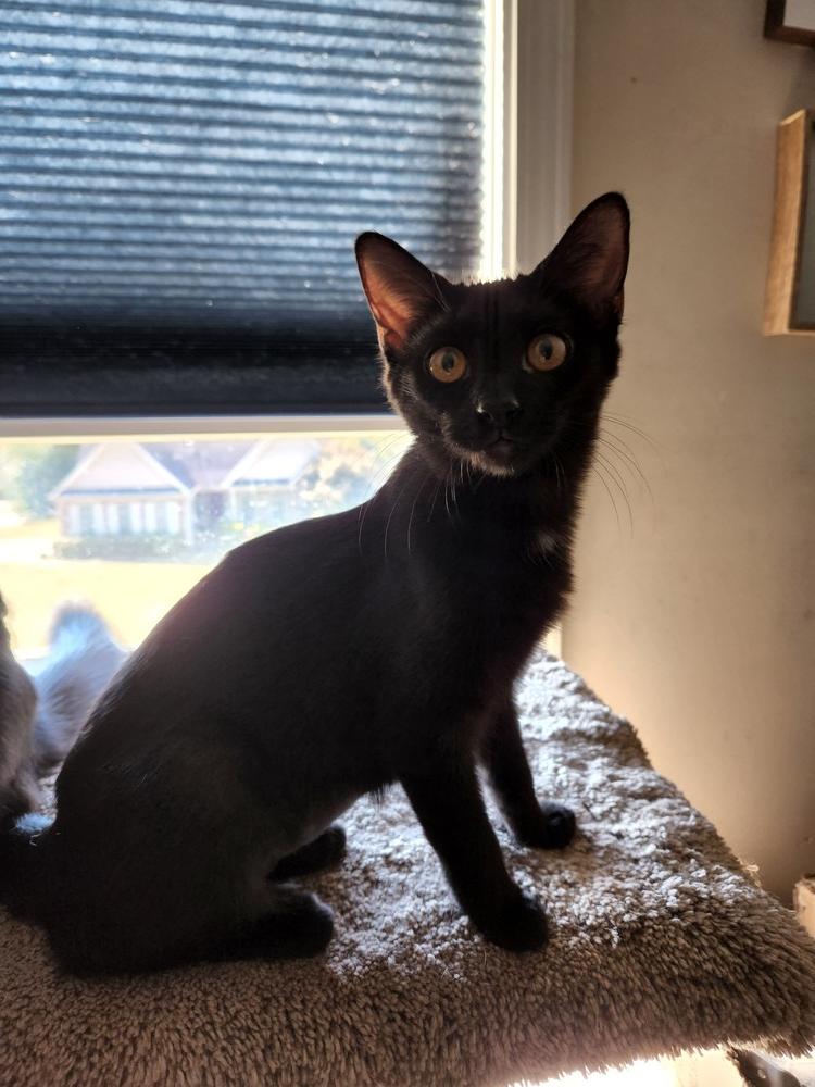 Enlarge Fry, a Adoptable mixed breed in Douglasville, GA image 2/6