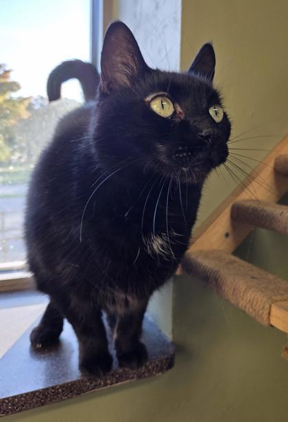 Preston, Adoptable, Adult Male Domestic Short Hair & Domestic Short Hair.