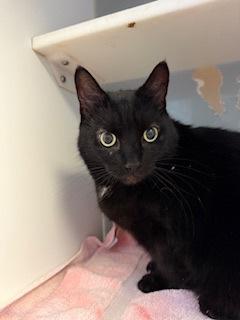 Preston, a Adoptable Domestic Short Hair in South Bend, IN image 2/2