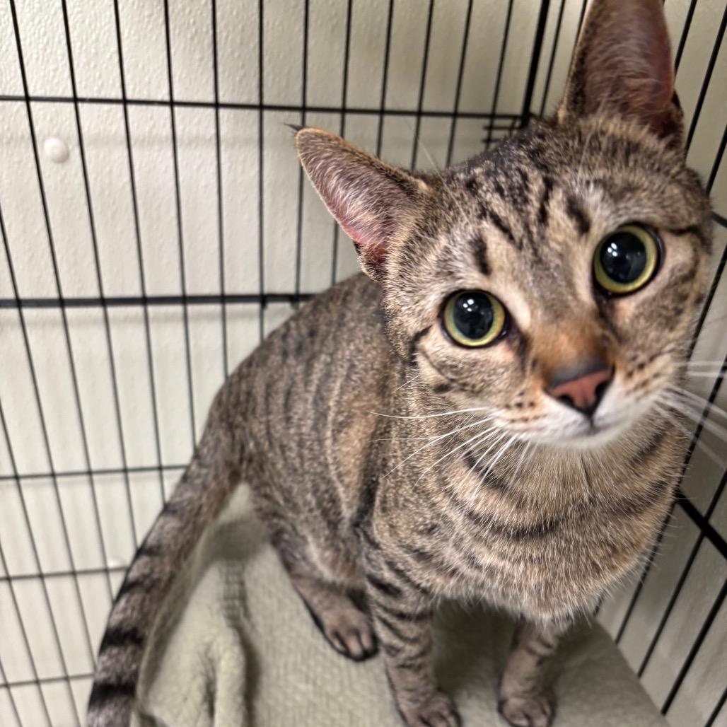 Enlarge Jupiter, a Adoptable mixed breed in Galax, VA image 1/1
