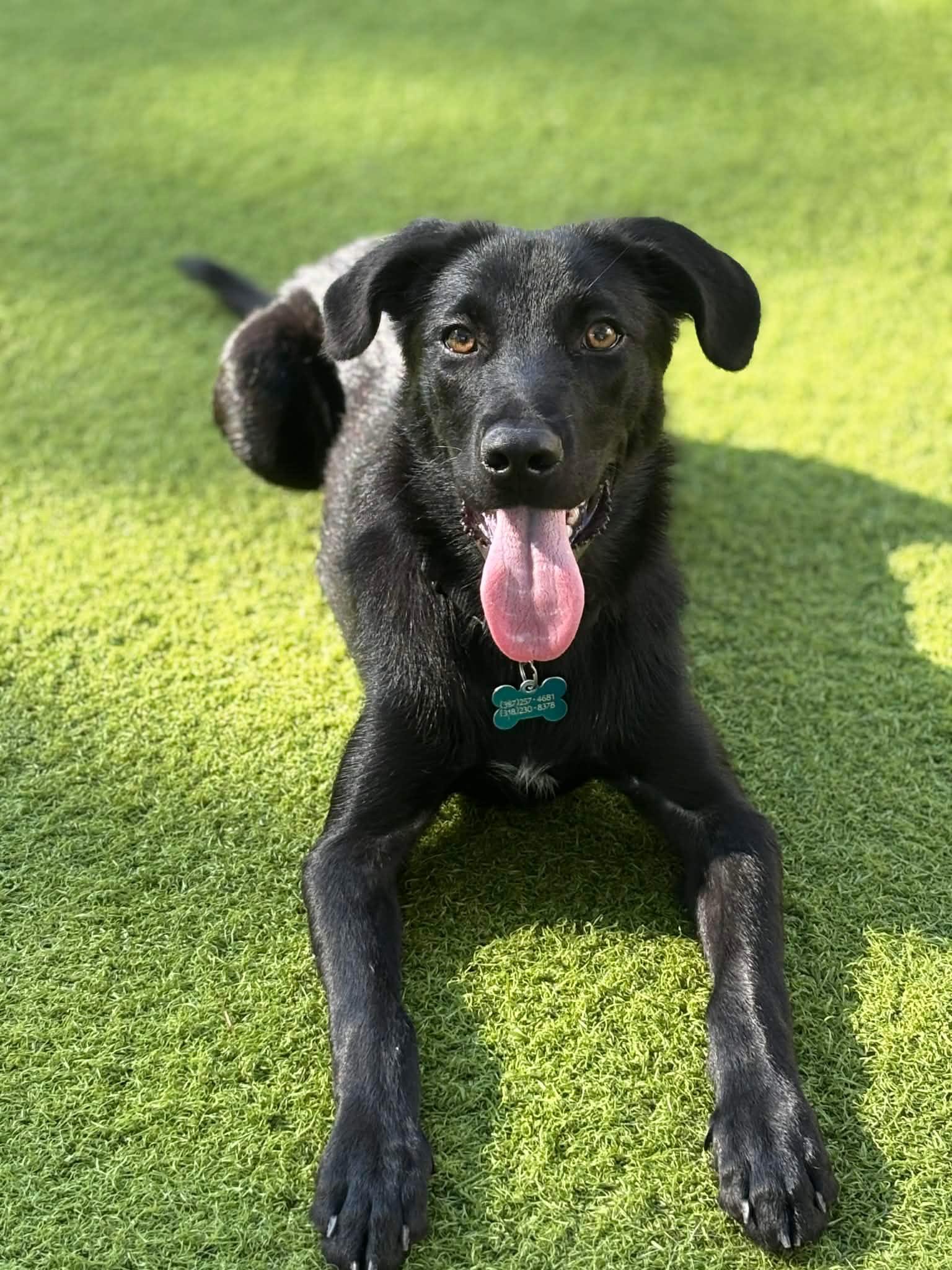 Izabella, a Adoptable Black Labrador Retriever in Willington, CT image 5/6