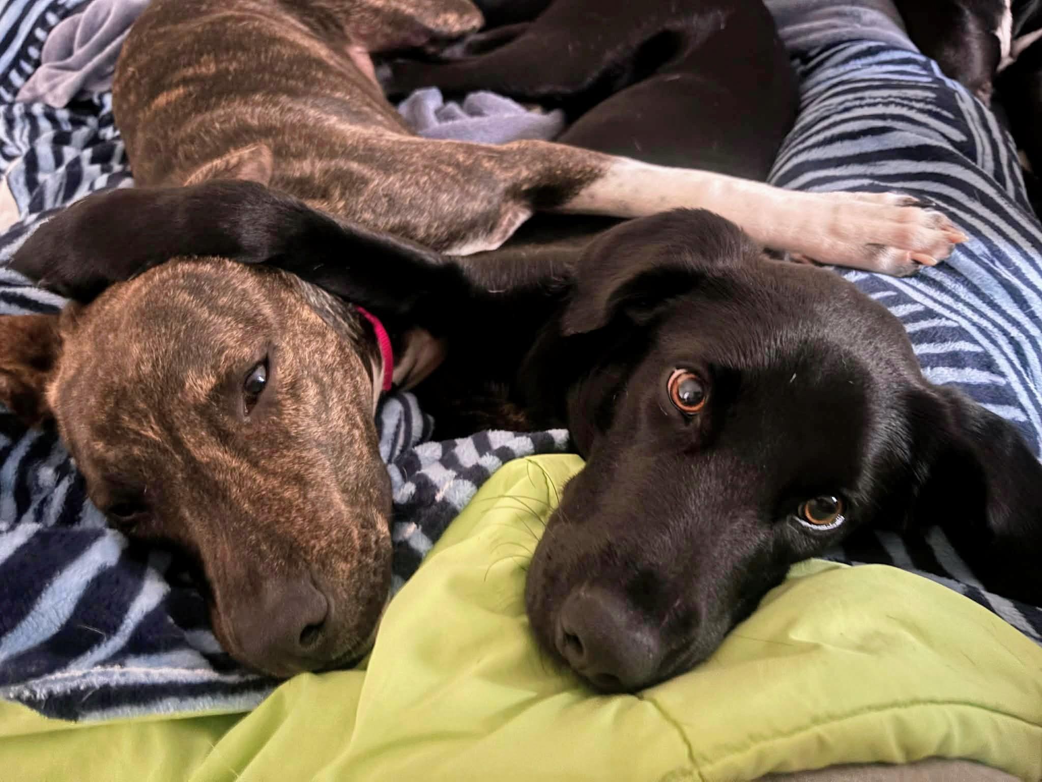 Izabella, Adoptable, Young Female Black Labrador Retriever.