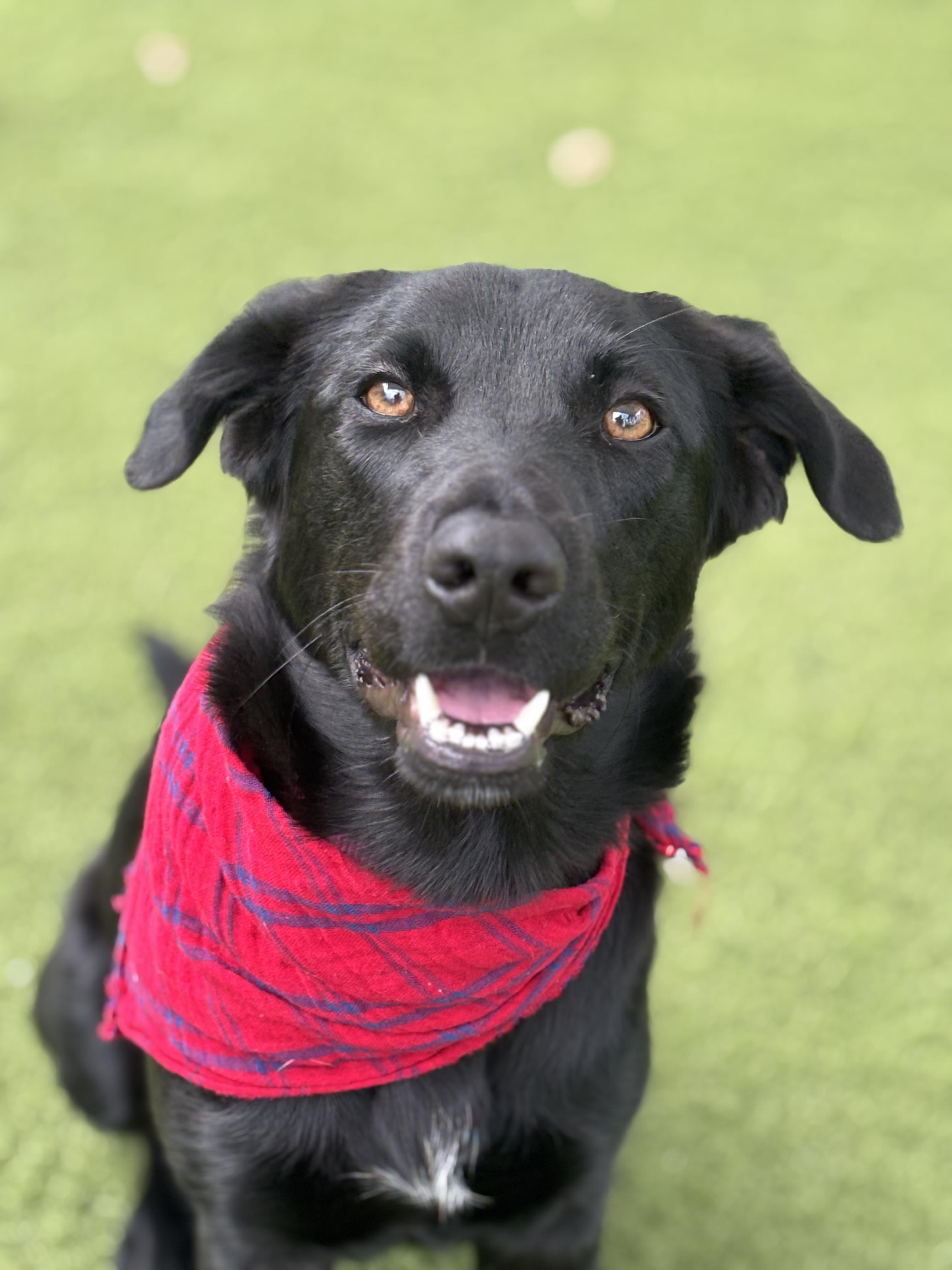 Enlarge Izabella, an adopted mixed breed in Willington, CT image 4/6