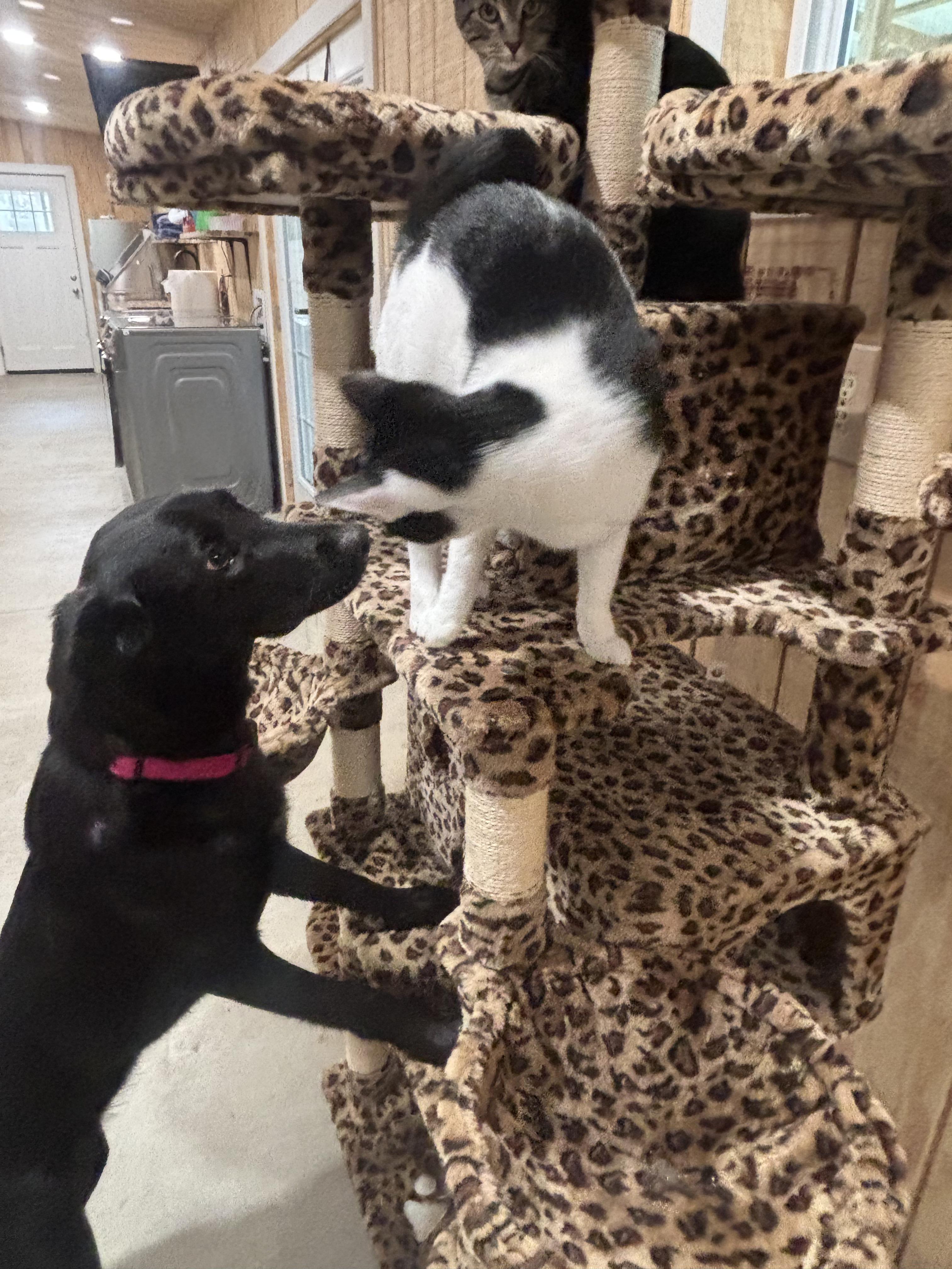 Enlarge Izabella, an adopted mixed breed in Willington, CT image 5/6