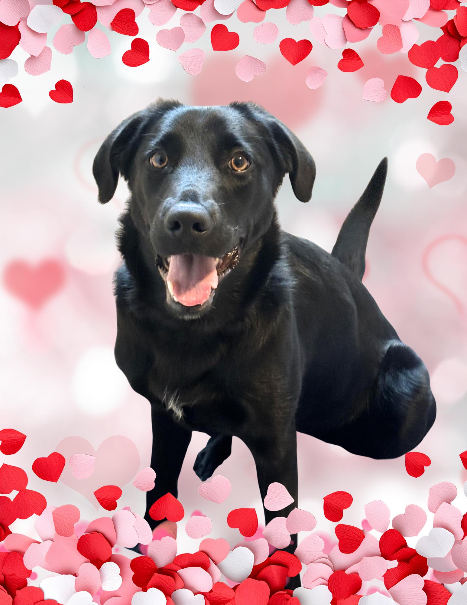 Izabella, Adoptable, Puppy Female Black Labrador Retriever.