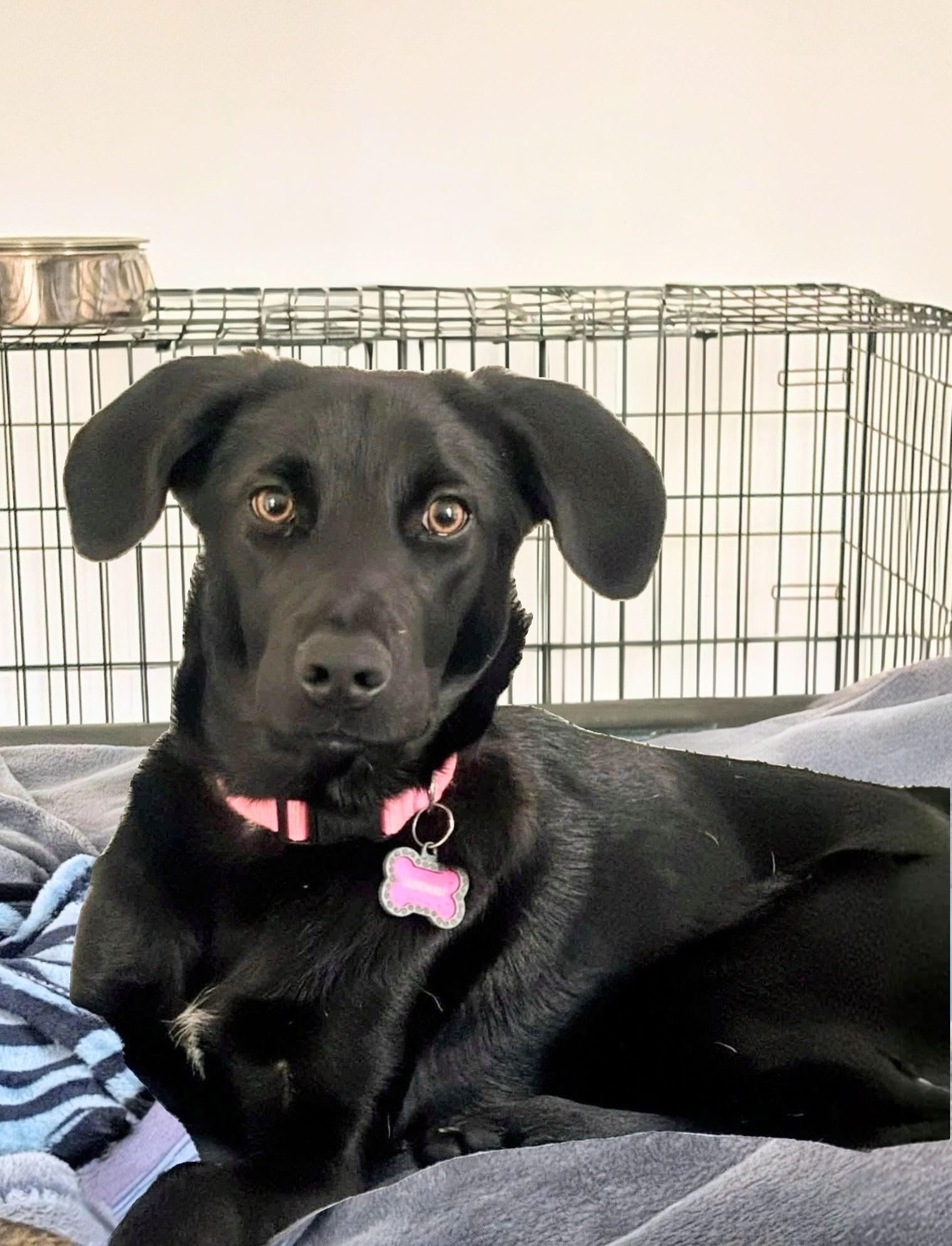 Izabella, Adoptable, Young Female Black Labrador Retriever.