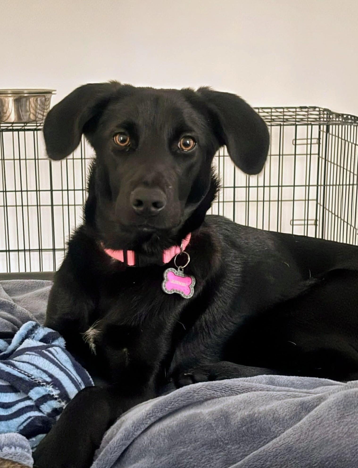 Izabella, a Adoptable Black Labrador Retriever in Willington, CT image 2/6