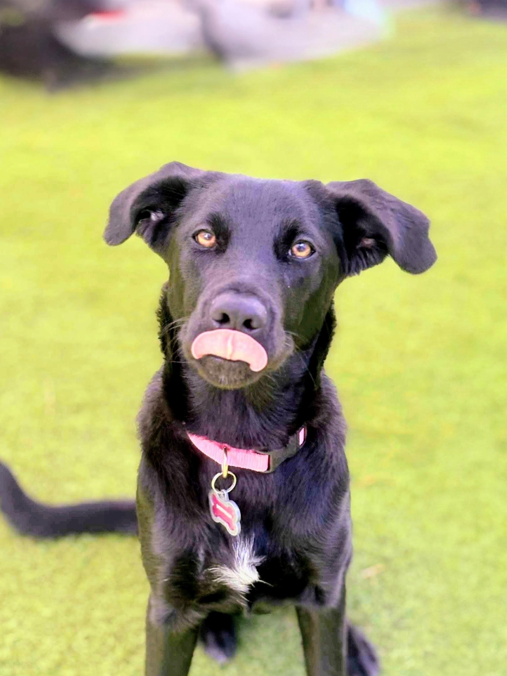 Izabella, a Adoptable Black Labrador Retriever in Willington, CT image 3/6