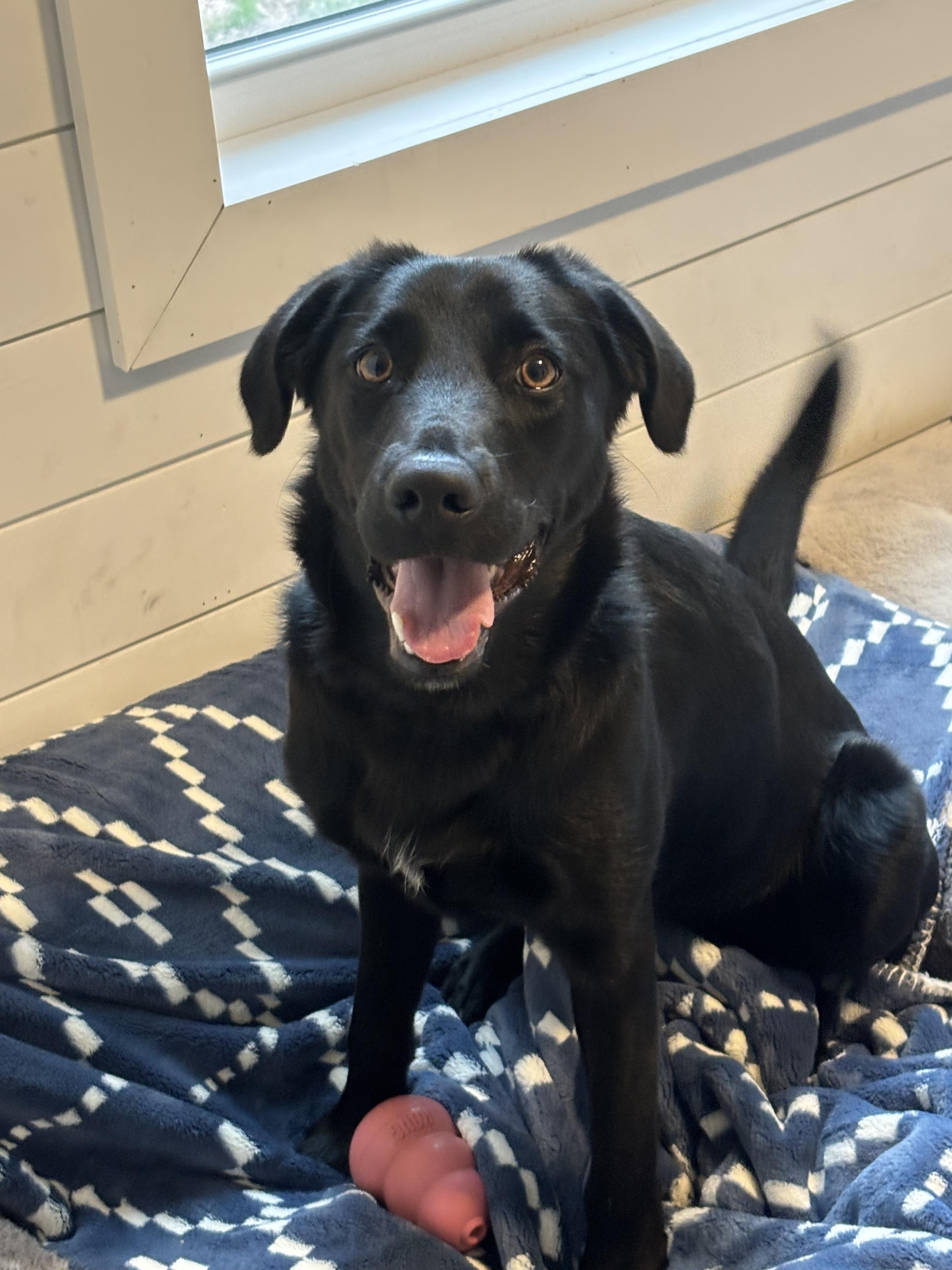 Izabella, Adoptable, Puppy Female Black Labrador Retriever.
