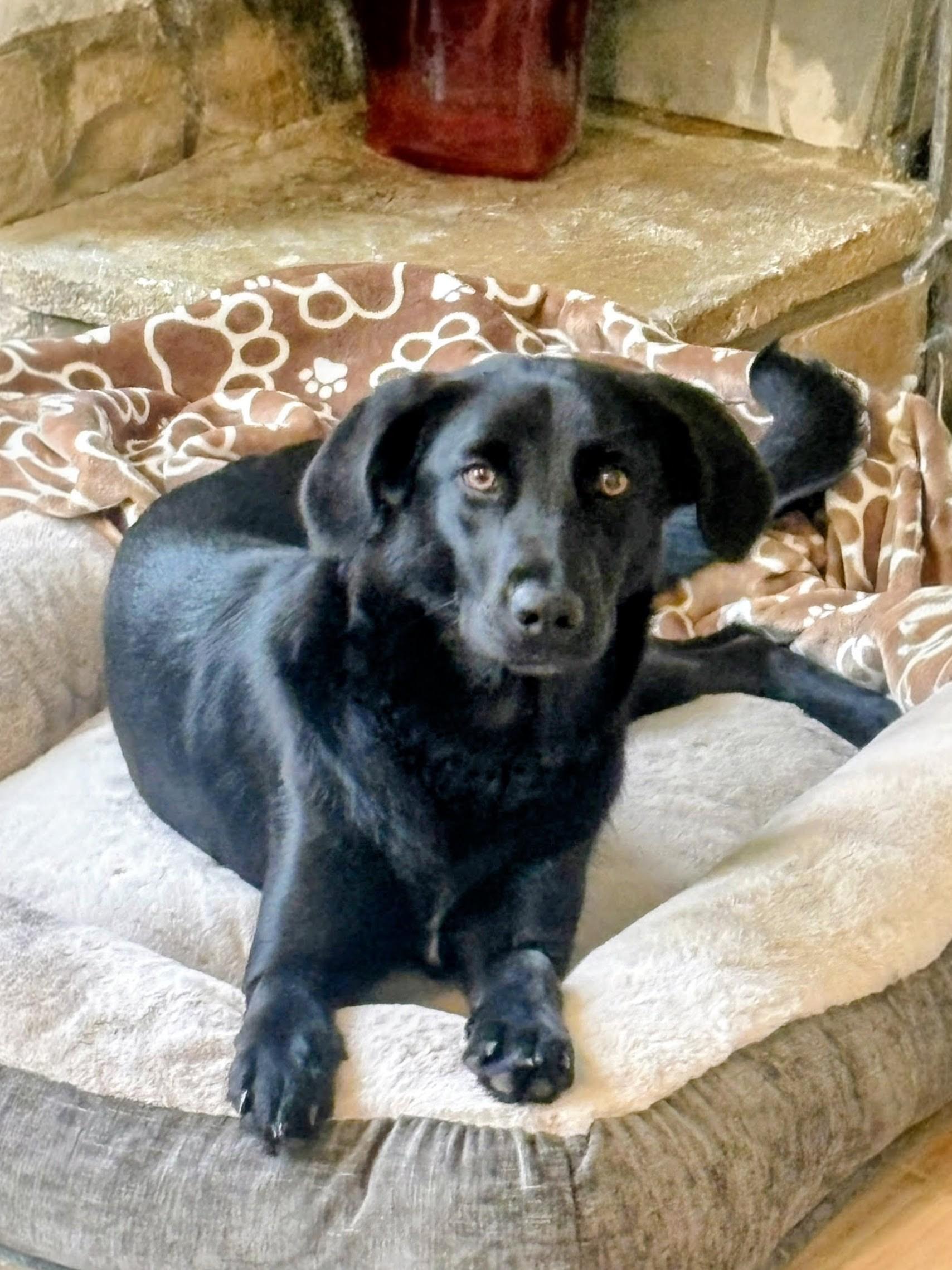 Enlarge Izabella, an adopted mixed breed in Willington, CT image 2/6