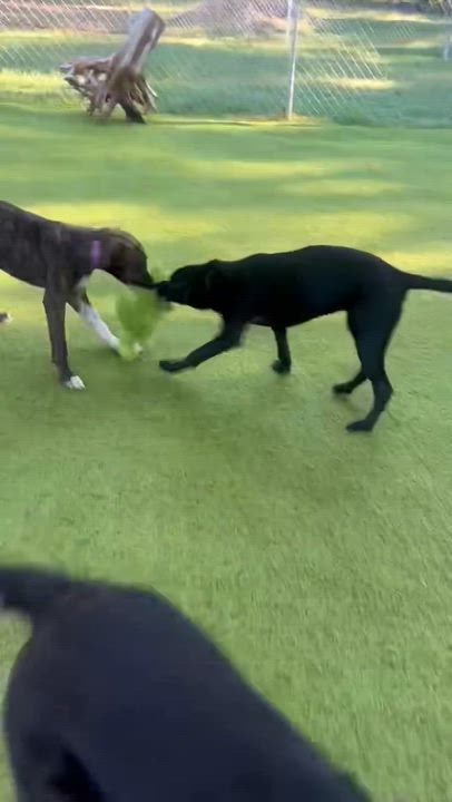 Enlarge Izabella, a Adoptable Black Labrador Retriever in Willington, CT video 6/6