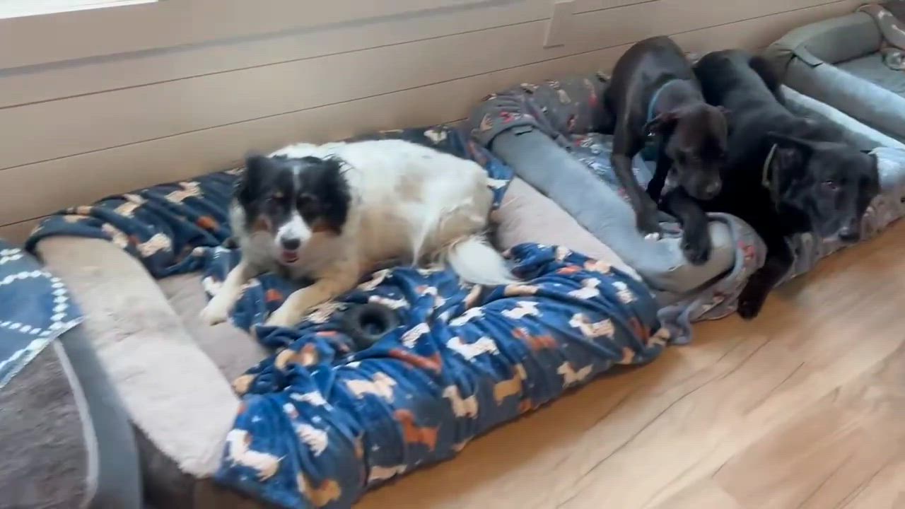 Enlarge Izabella, an adopted mixed breed in Willington, CT video 6/6