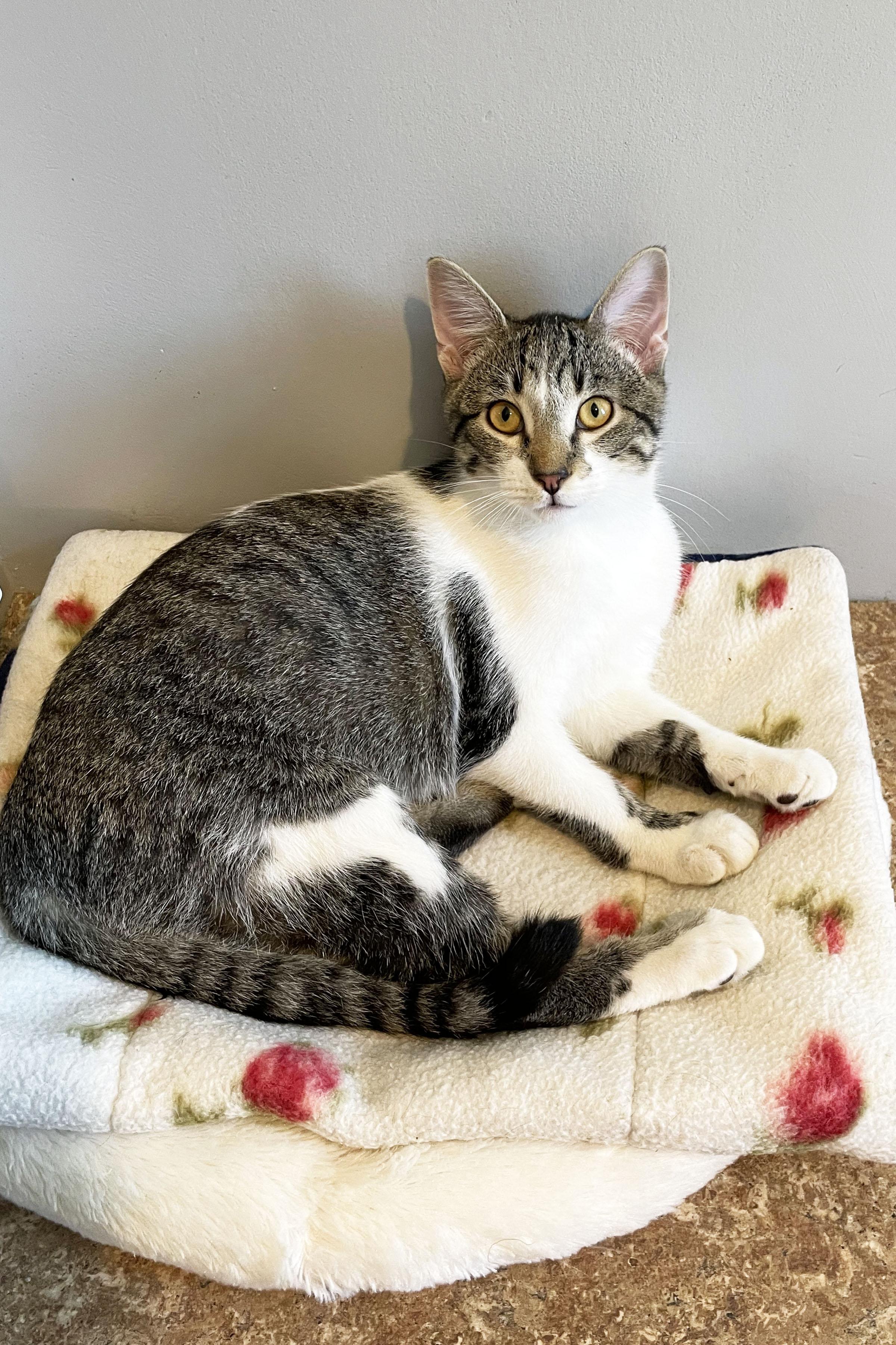 Enlarge Scone, a ADOPTABLE Domestic Short Hair in Lincoln, NE image 1/1