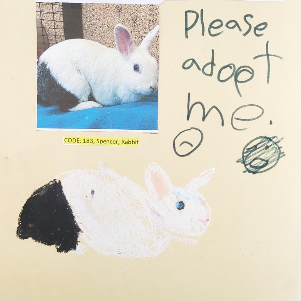 Enlarge Spencer, a Adoptable Polish in Kanab, UT image 1/5