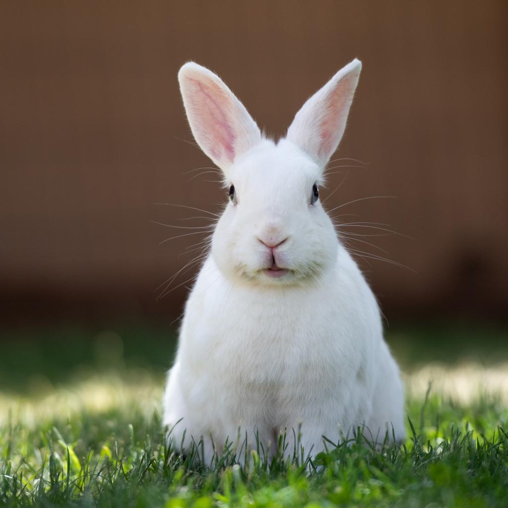 Enlarge Spencer, a Adoptable Polish in Kanab, UT image 2/5