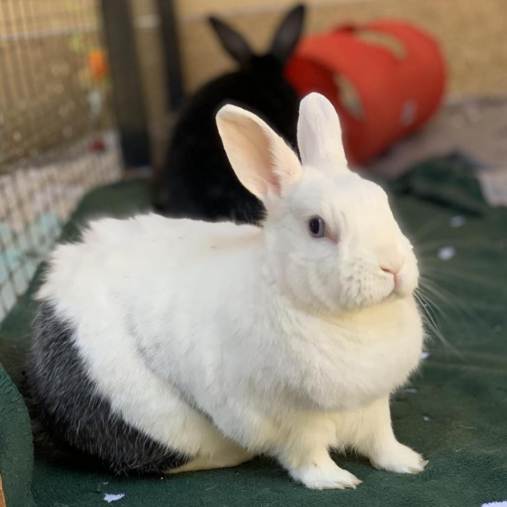 Enlarge Spencer, a Adoptable Polish in Kanab, UT image 5/5