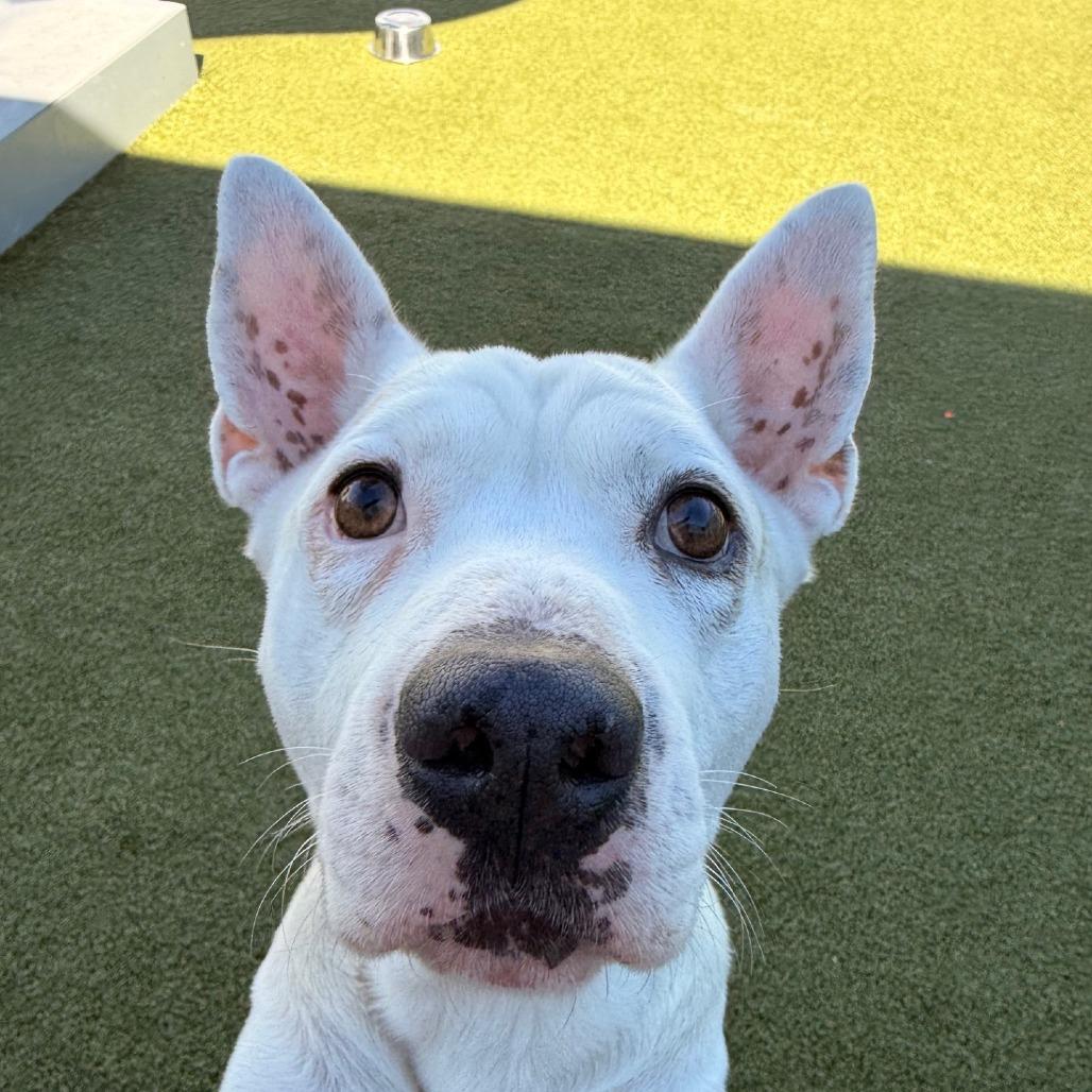 Jasper, Adoptable, Adult Male Terrier & Terrier.