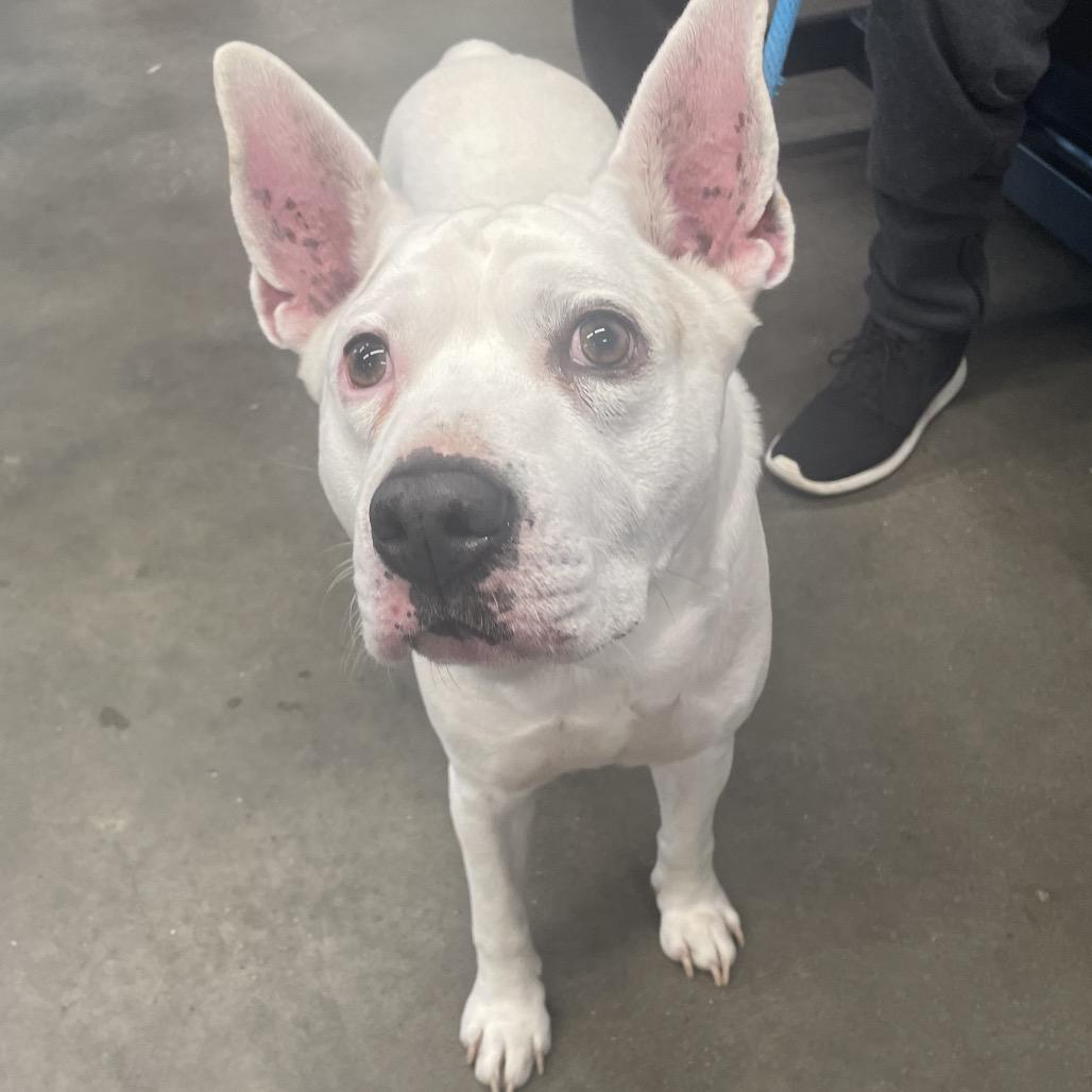 Enlarge Jasper, a Adoptable mixed breed in Tampa, FL image 2/6