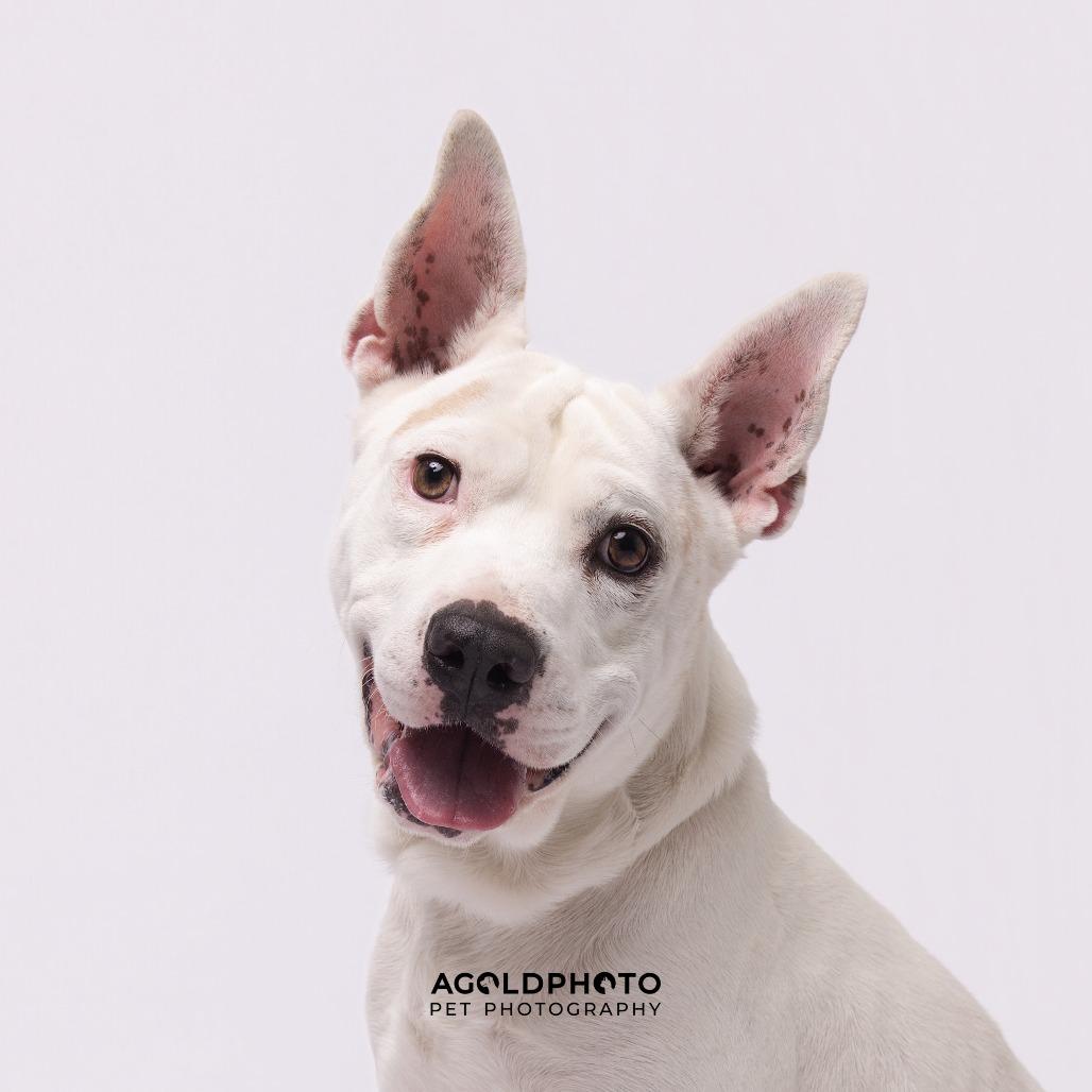 Enlarge Jasper, a Adoptable mixed breed in Tampa, FL image 5/6