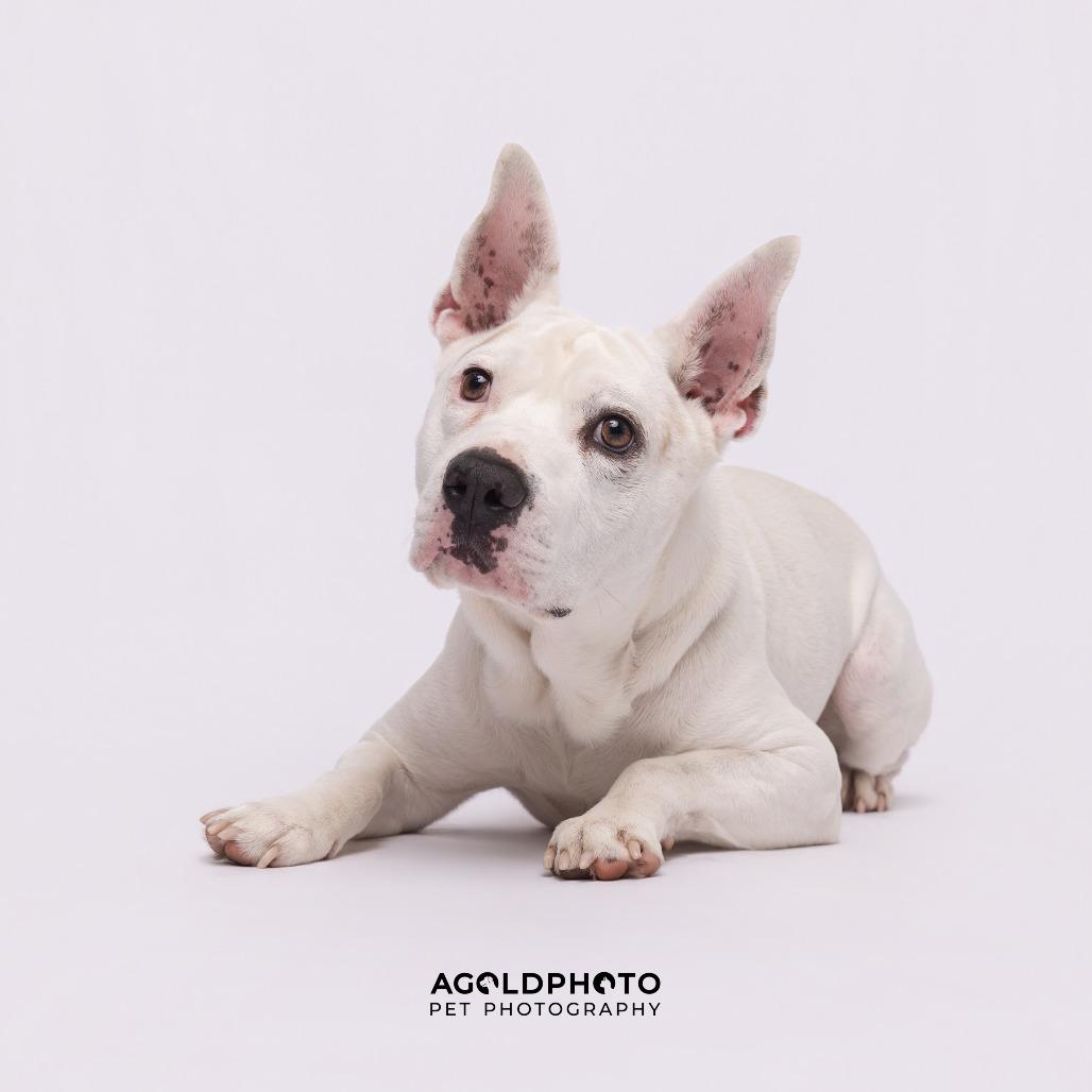 Enlarge Jasper, a Adoptable mixed breed in Tampa, FL image 6/6