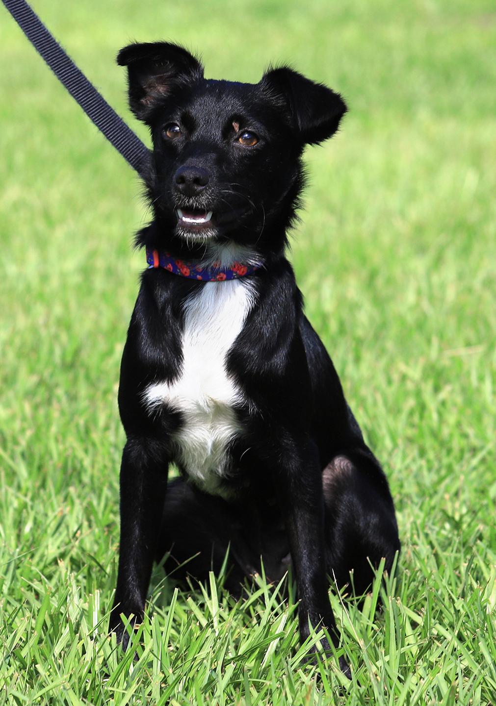 Tramp, Young Female Terrier