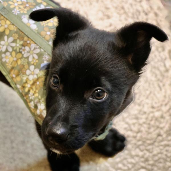 Armstrong, Adoptable, Puppy Male Shepherd.
