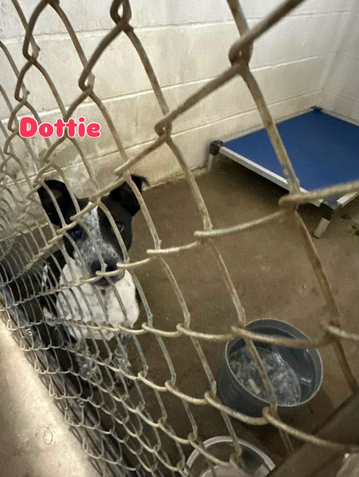 Enlarge Dottie, a Adoptable mixed breed in Rock Hill, NY image 2/2