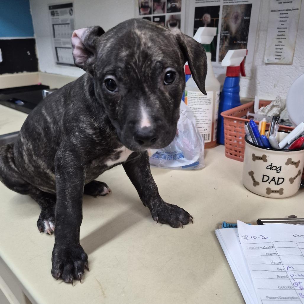 Tom Pittleston, Adoptable, Puppy Male Pit Bull Terrier.