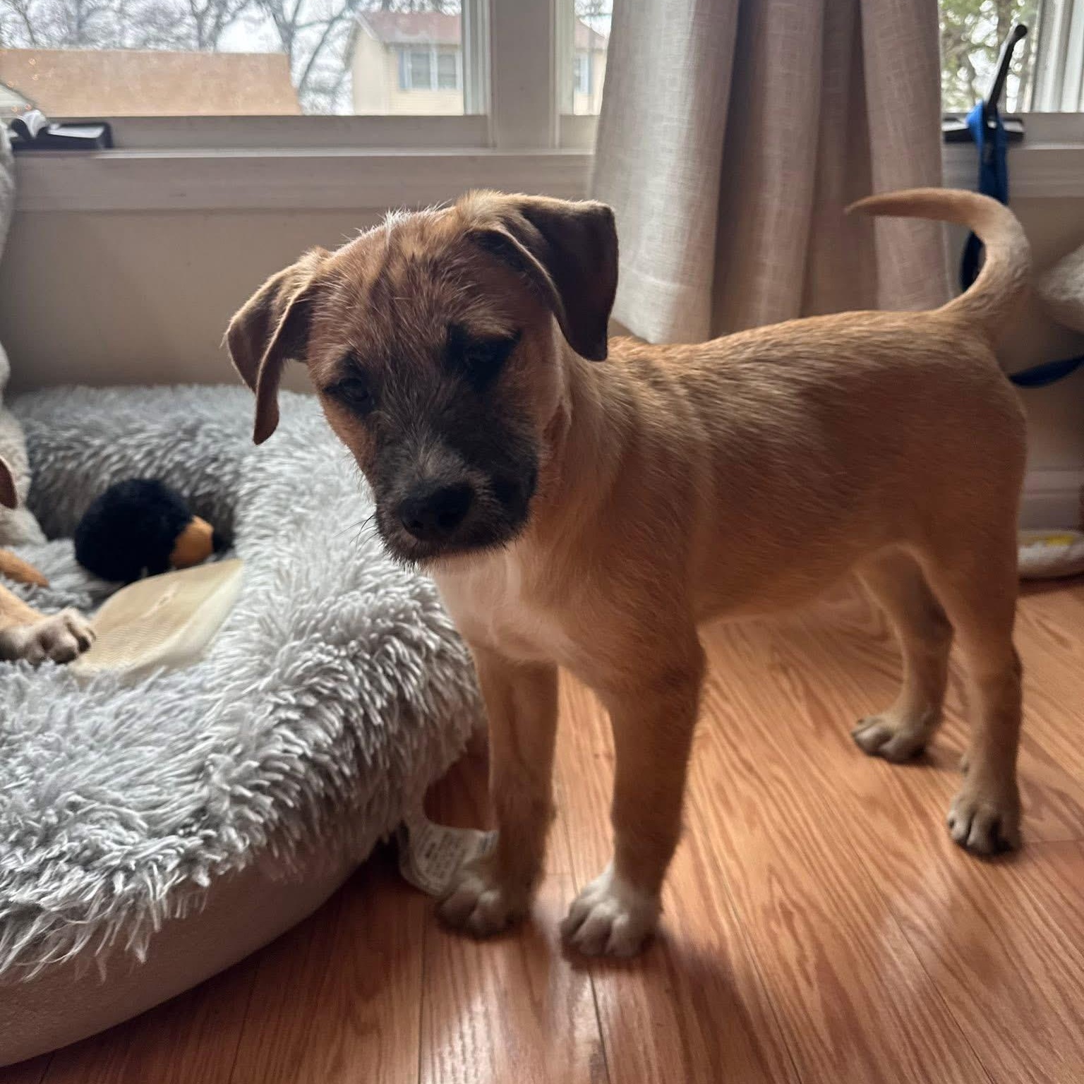 Enlarge Linus, a Adoptable mixed breed in McHenry, IL image 1/3