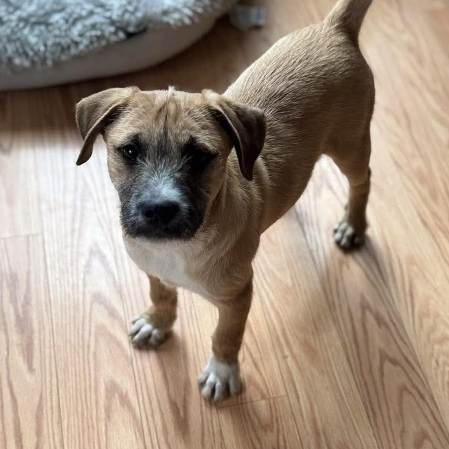 Enlarge Linus, a Adoptable mixed breed in McHenry, IL image 3/3