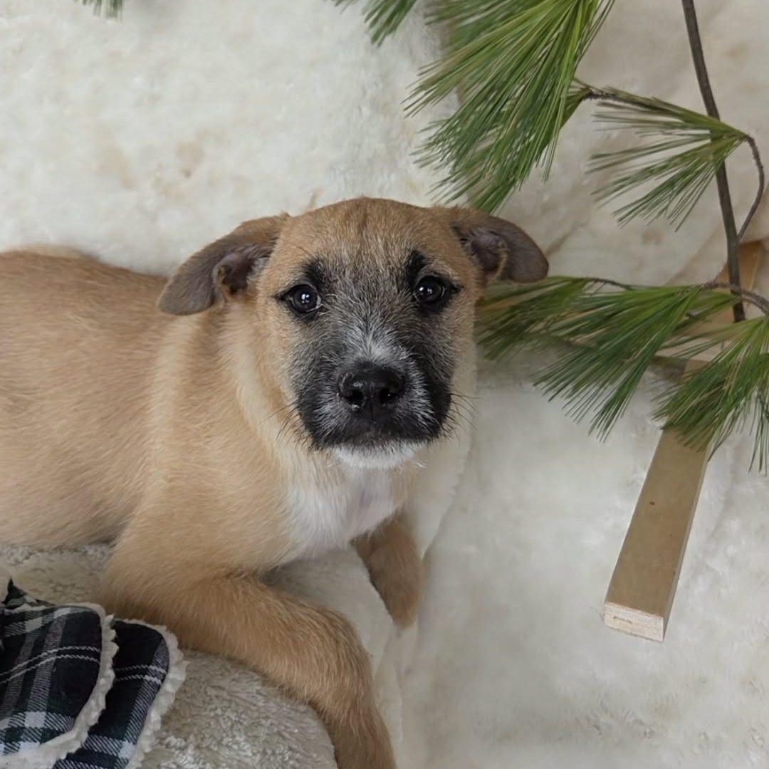 Linus, Adoptable, Puppy Male Terrier.