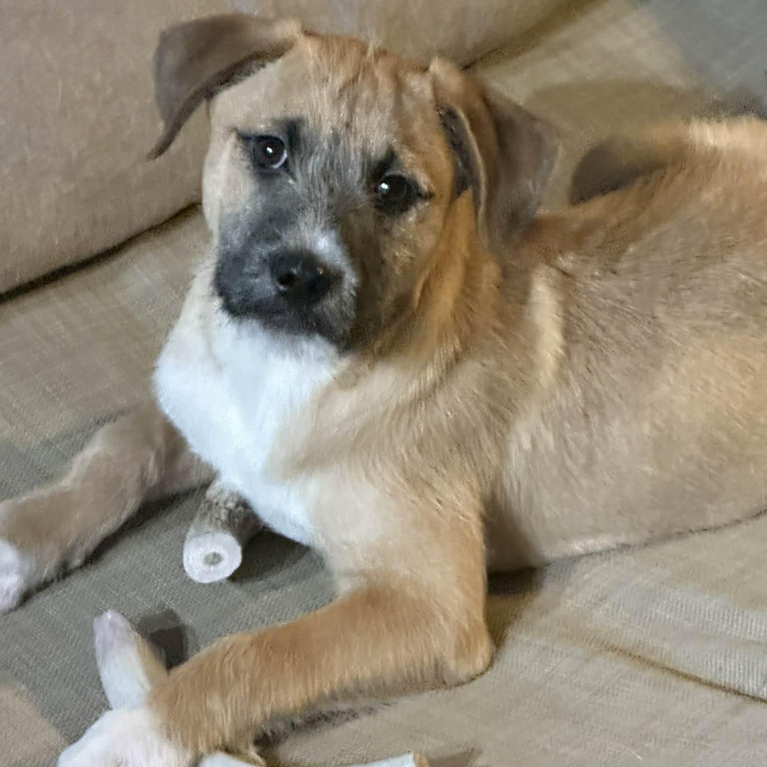 Enlarge Linus, a Adoptable mixed breed in McHenry, IL image 2/3