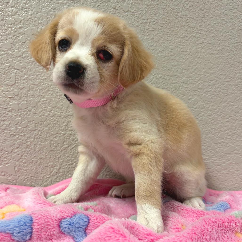 946 (2026) Sunny, Adoptable, Puppy Female Maltese & Mixed Breed.