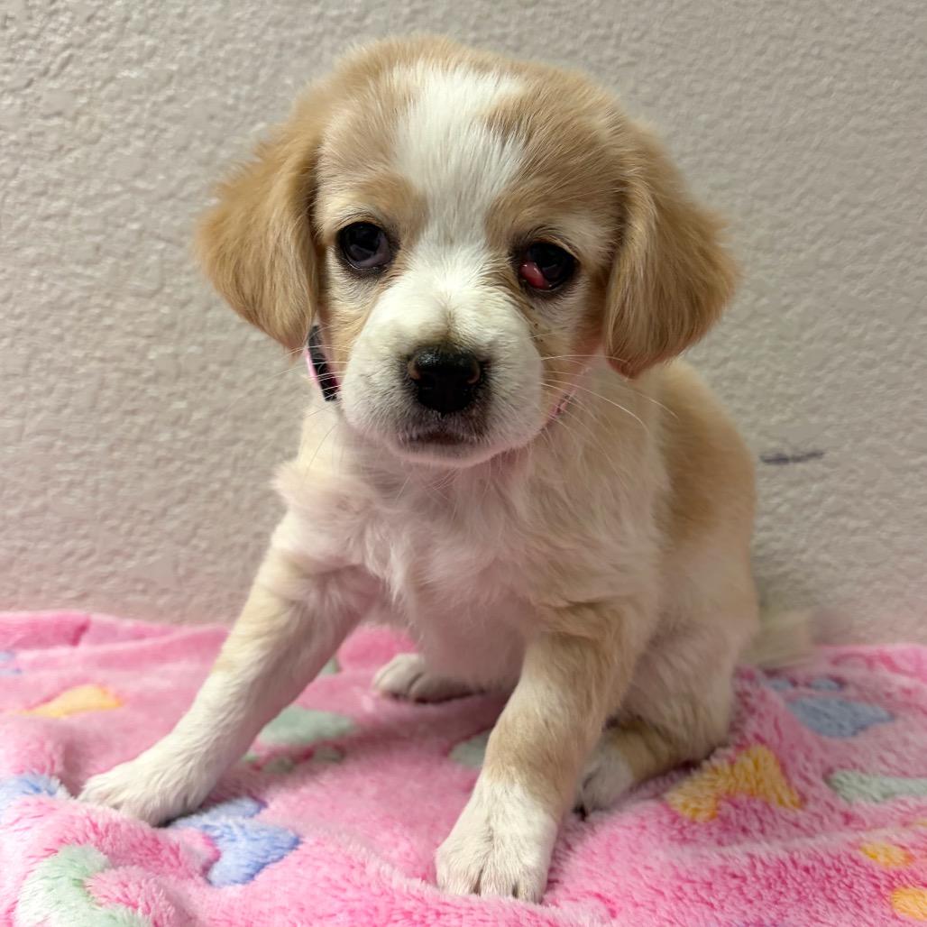 Enlarge 946 (2026) Sunny, a Adoptable mixed breed in Parker, CO image 2/2