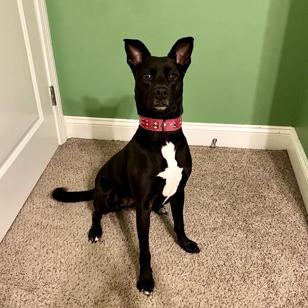 Ezra, an adoptable Spitz in New Orleans, LA, 70116 | Photo Image 2