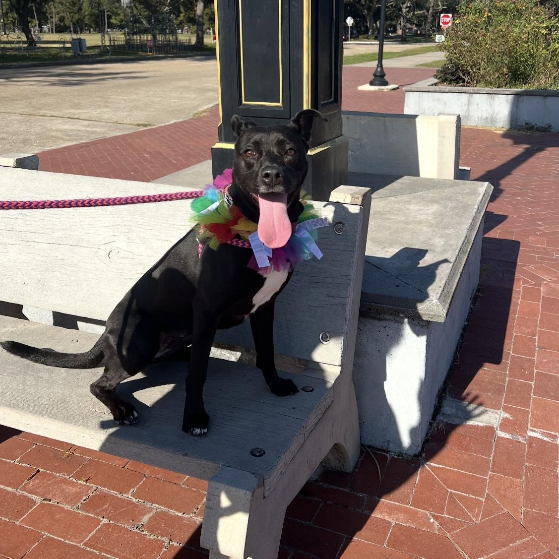 Ezra, an adoptable Spitz in New Orleans, LA, 70116 | Photo Image 3