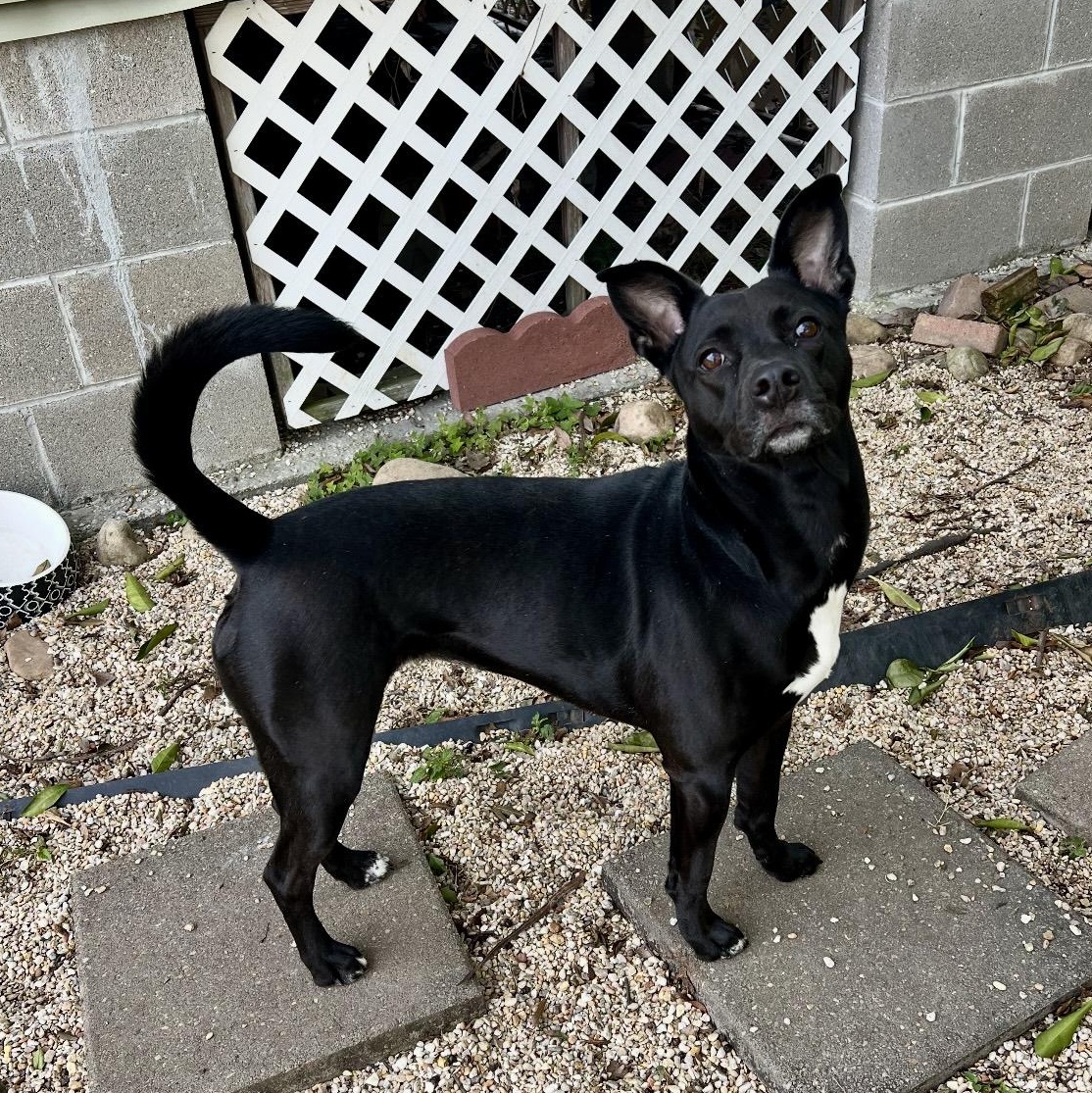 Ezra, an adoptable Spitz in New Orleans, LA, 70116 | Photo Image 1