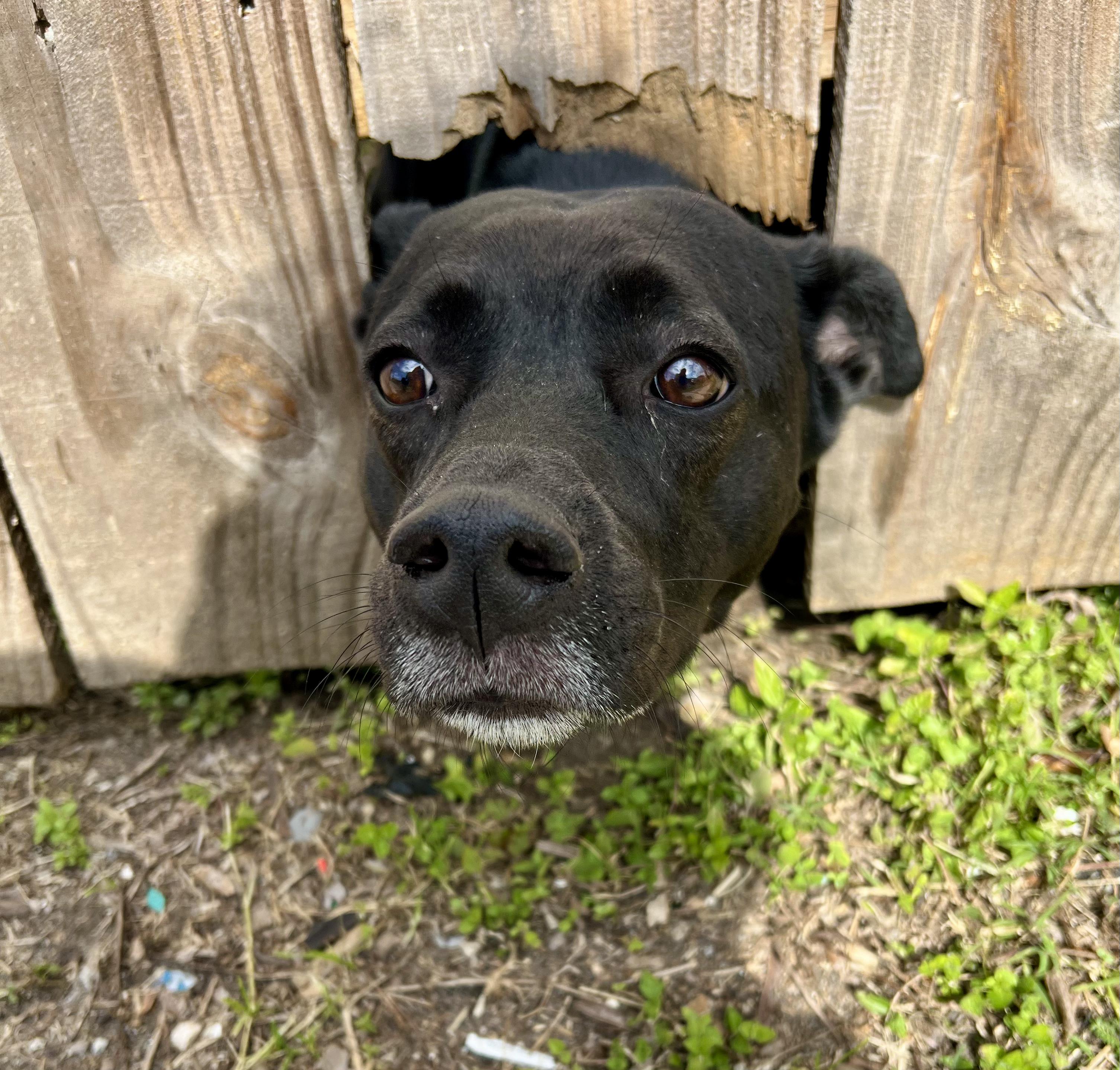 Ezra, an adoptable Spitz in New Orleans, LA, 70116 | Photo Image 4