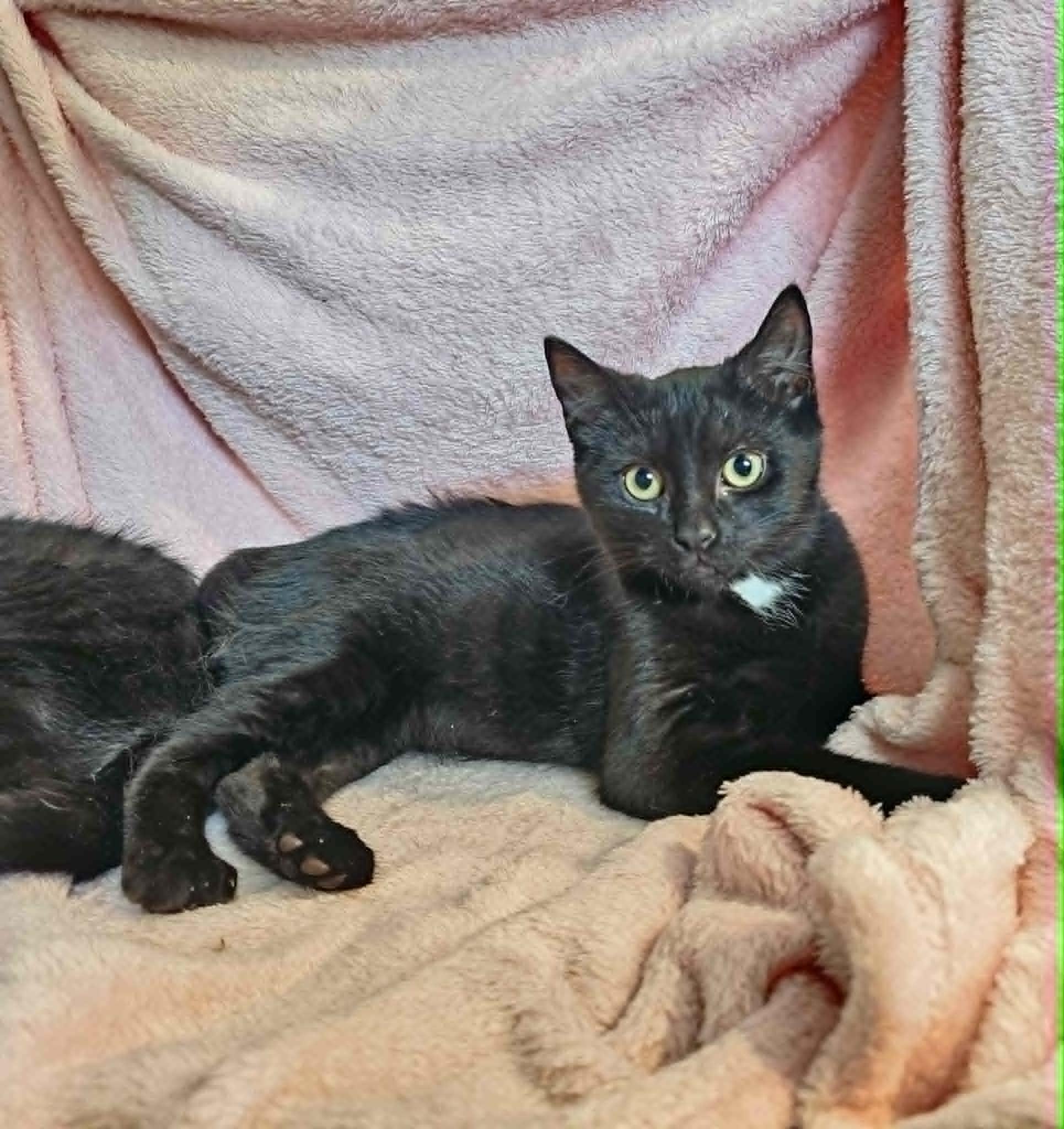Sheldon, ADOPTABLE, Kitten Male Domestic Short Hair.