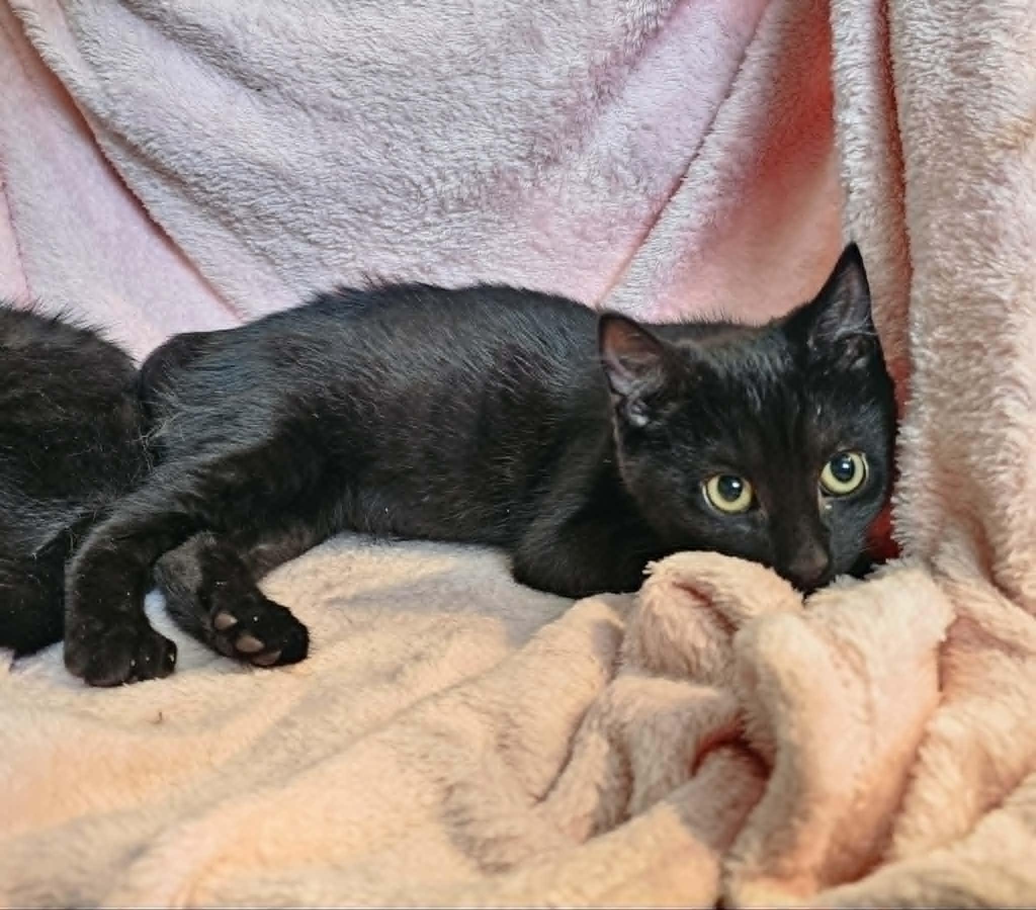 Enlarge Sheldon, a ADOPTABLE Domestic Short Hair in Wading River, NY image 2/2