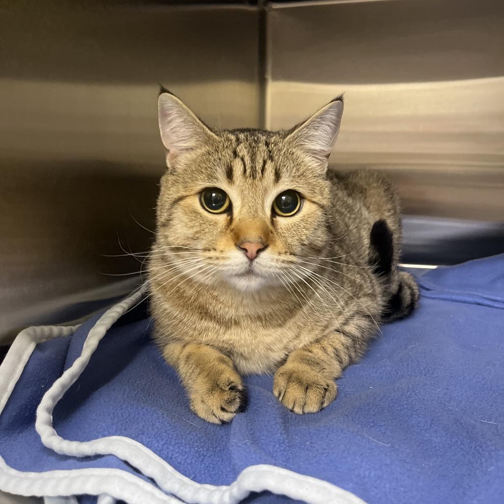 Stray 2/23, Adoptable, Adult Male Domestic Short Hair.