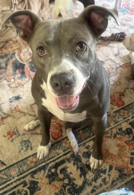GRACIE, Adoptable, Adult Female Pit Bull Terrier.