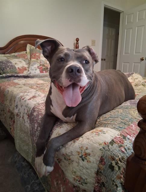 Enlarge GRACIE, a Adoptable Pit Bull Terrier in Charlotte, NC image 1/1
