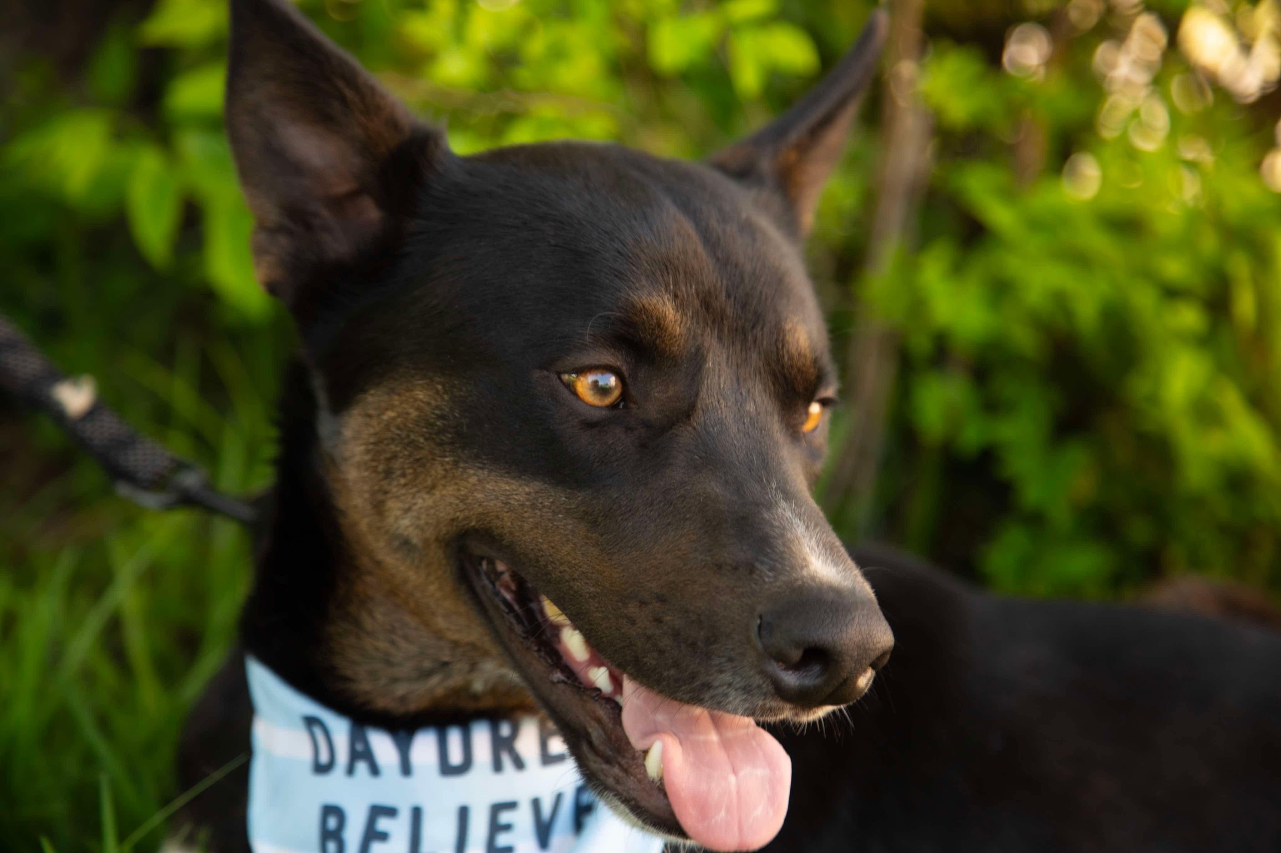 Enlarge Jack, a Adoptable mixed breed in White Marsh, MD image 3/3