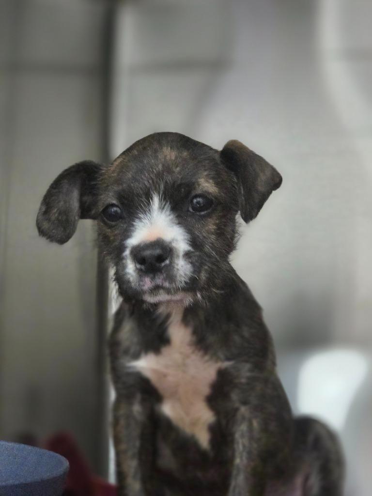 Tobias "Toby, Adoptable, Puppy Male Jack Russell Terrier & Boston Terrier.