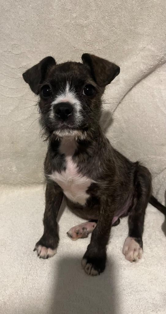 Enlarge Tobias "Toby, a Adoptable mixed breed in Clinton, SC image 2/2