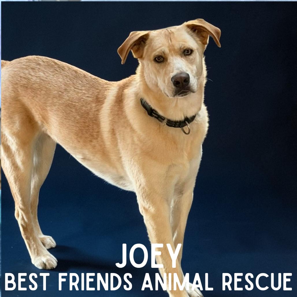 Joey, Adoptable, Young Male Labrador Retriever.